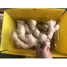New Crop Fresh Ginger Wholesale Prices